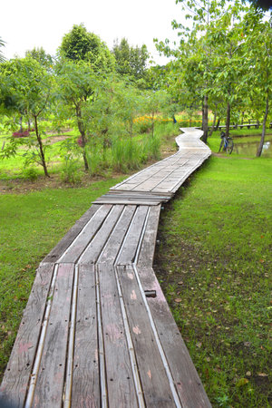 walkway  and green trees in garden  beauty nature Bangkok Thailandの写真素材