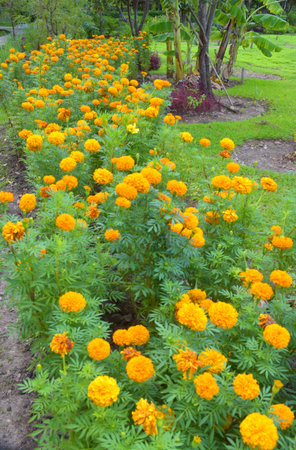 marigold and green trees in garden  beauty nature Bangkok Thailandの写真素材