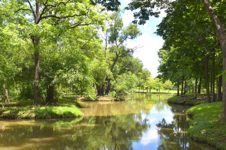 lake and green trees in garden  beauty nature Bangkok Thailandの写真素材