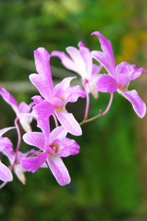 pink and purple  orchid blooming beauty natureの写真素材