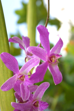 pink and purple  orchid blooming beauty natureの写真素材