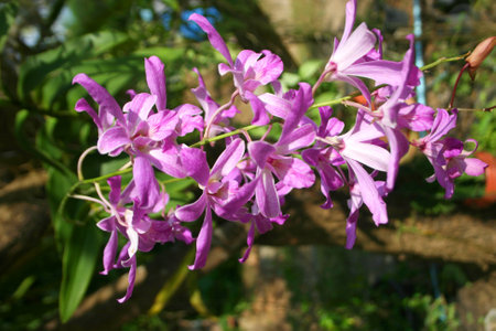 pink and purple  orchid blooming beauty natureの写真素材