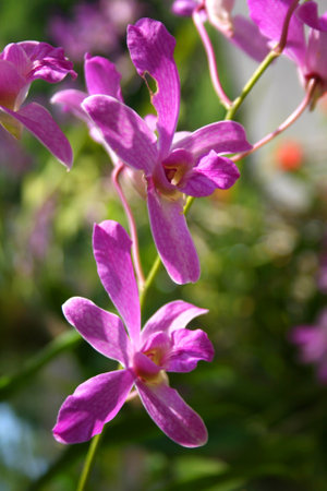 pink and purple  orchid blooming beauty natureの写真素材
