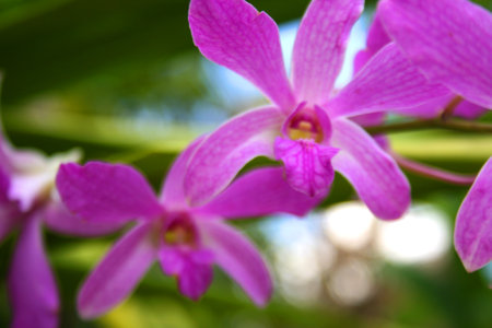 pink and purple  orchid blooming beauty natureの写真素材