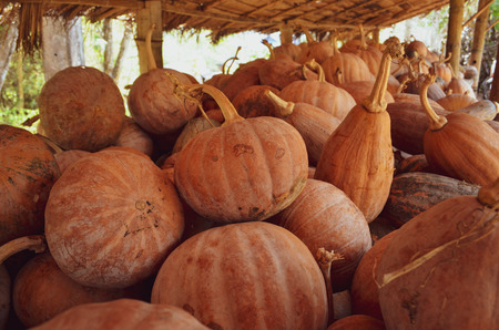 Round and oval shape of pumpkins on bamboo shelf under thatched roof at restaurant in countryside of Thailand for sell and cooking to customers.の写真素材