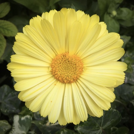 Beautiful yellow flower in the center of picture on the green leaf background.の写真素材