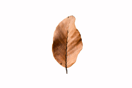 Close up of dry leaf isolated on white background. Nature background and wallpaper.