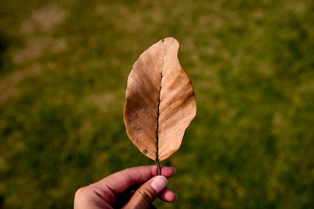 Hand holding a dry leaf on sunlight and green grass background. Brown dry leaf textured.の写真素材