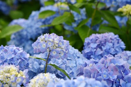 Beautiful blooming blue and purple Hydrangea or Hortensia flowers (Hydrangea macrophylla) under the...