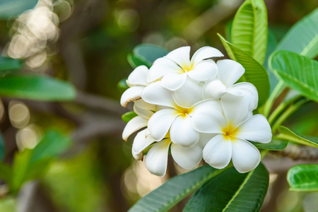 Beautiful White and yellow Frangipani flowers, Apocynaceae Familyの写真素材