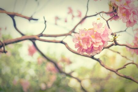 Beautiful Pink Trumpet flower or Tabebuia heterophylla, selective focus and vintage effect styleの写真素材