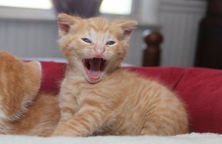 HAPPY ORANGE TABBY KITTENの写真素材