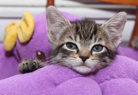 BROWN TABBY KITTEN FACEの写真素材