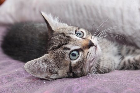 BROWN TABBY KITTEN WITH BIG BLUE EYESの写真素材