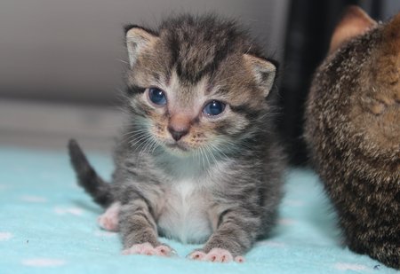 BROWN TABBY KITTENの写真素材