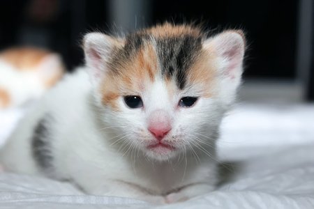CUTE DOUBLE TABBY KITTENの写真素材