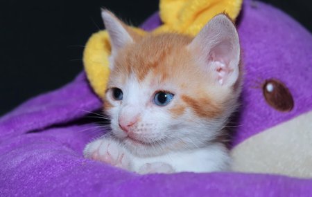 CUTE ORANGE TABBY KITTENの写真素材