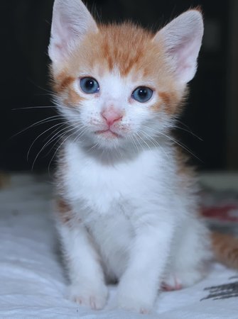 CUTE ORANGE TABBY KITTENの写真素材