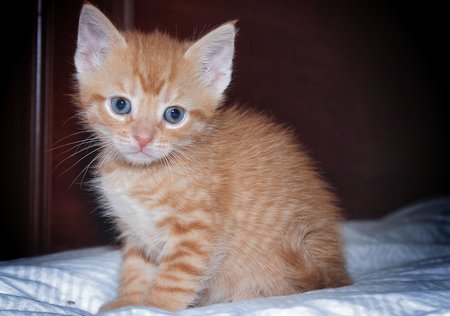 CUTE ORANGE TABBY KITTENの写真素材