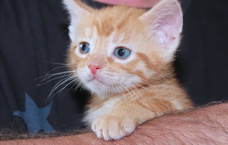 CUTE ORANGE TABBY KITTENの写真素材