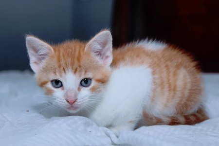 ORANGE AND WHITE TABBY KITTENの写真素材