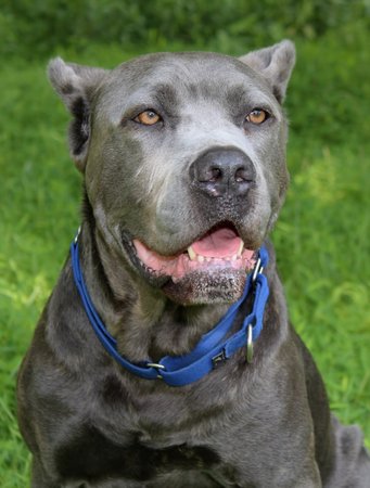 BEAUTIFUL CANE CORSO DOGの写真素材