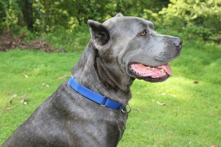 BEAUTIFUL CANE CORSO DOGの写真素材