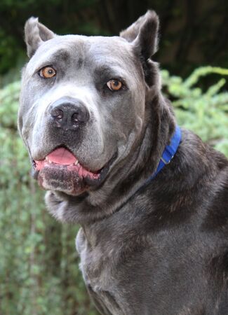 BEAUTIFUL CANE CORSO DOGの写真素材