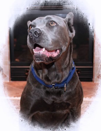 BEAUTIFUL CANE CORSO DOGの写真素材