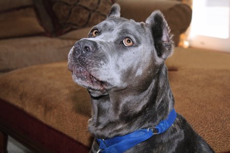 BEAUTIFUL CANE CORSO DOGの写真素材