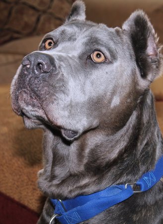 BEAUTIFUL CANE CORSO DOGの写真素材