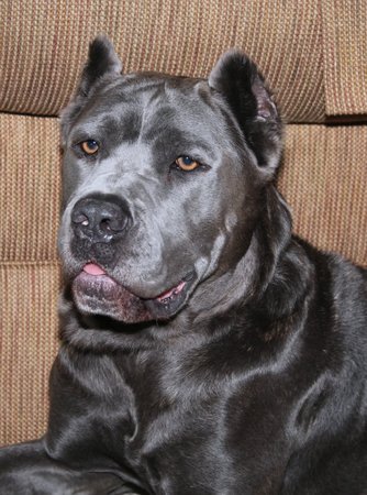 BEAUTIFUL GRAY CANE CORSO DOGの写真素材