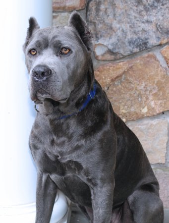 BEAUTIFUL GRAY CANE CORSO DOGの写真素材