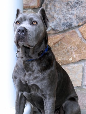 BEAUTIFUL GRAY CANE CORSO DOGの写真素材