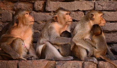 monkeyの写真素材