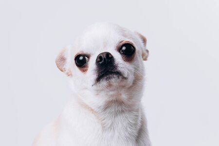 Funny portrait of a chihuahua. A dog is a friend of man.の写真素材