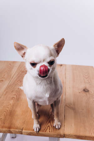 Funny portrait of a chihuahua. A dog is a friend of man.の写真素材