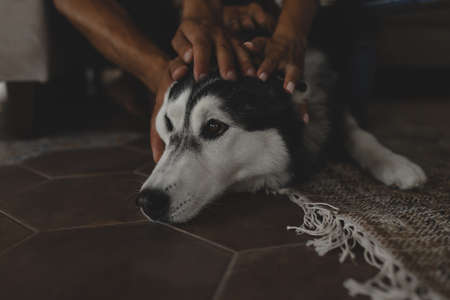 The owners hug a beautiful husky dog.の写真素材