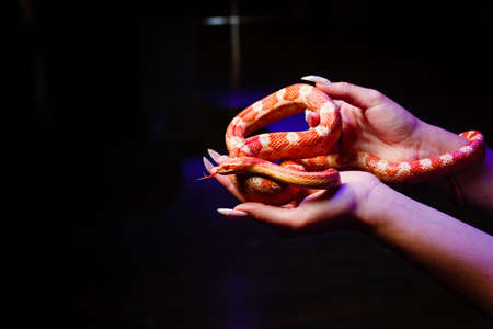 Exotic snake in hands on a black background.