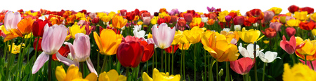 Tulips in various colors isolated on white Background.の写真素材