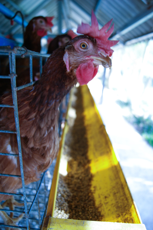 hen farmのeditorial素材