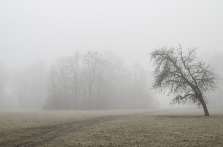 Tree in foggy park in Munich, Germanyの写真素材