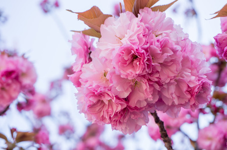 Cherry Blossom in Japanの写真素材