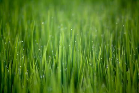 Rice Grass Field with Dew drop in Nan, Thailand, Blur Backgroundの写真素材