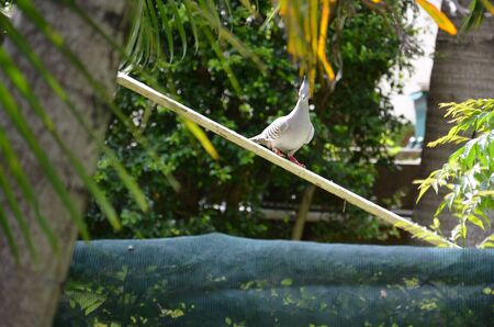 A dove in the backyardの写真素材