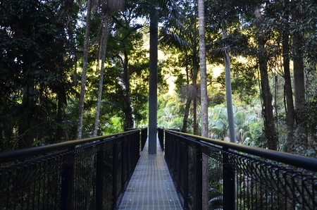Rainforest skywalk; Mt.Tamborine,Brisbane,Queensland,Australia