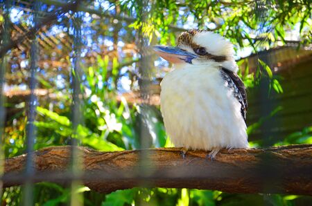 Laughing Kookaburraの写真素材