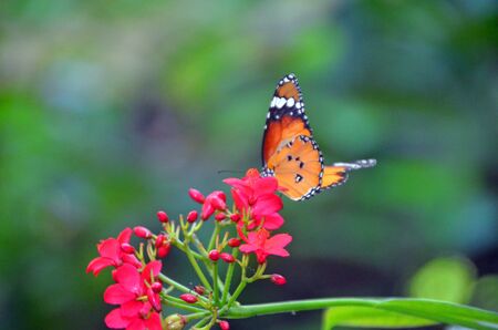 A butterfly is sitting on a cluster of flowersの写真素材
