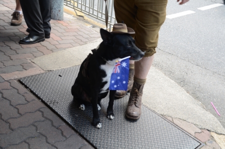 Well trained dog joined the parade;Marching with pride ; Anzac day parade ,25th of April 2013, Brisbane CBD at 10 am., Australia のeditorial素材