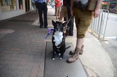 Well trained dog joined the parade;Marching with pride ; Anzac day parade ,25th of April 2013, Brisbane CBD at 10 am., Australia のeditorial素材